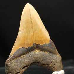 Otodus megalodon fosil