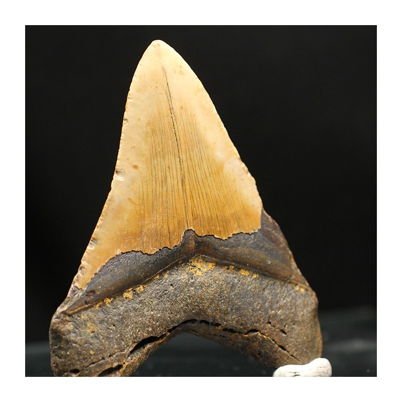 Otodus megalodon fosil