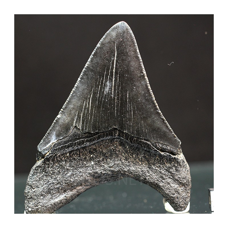 Otodus megalodon fosil
