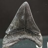 Otodus megalodon fosil