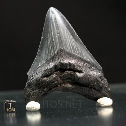 Otodus megalodon fosil