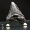 Otodus megalodon fosil