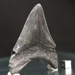 Otodus megalodon fosil