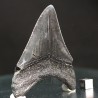 Otodus megalodon fosil