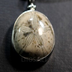 Colgante fósil erizo