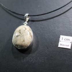 Colgante fósil erizo