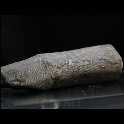 Calamites fosil