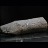 Calamites fosil