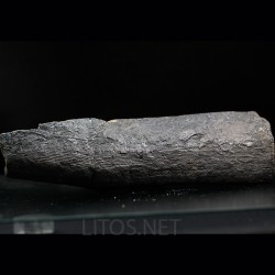 Calamites fosil