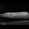 Calamites fosil