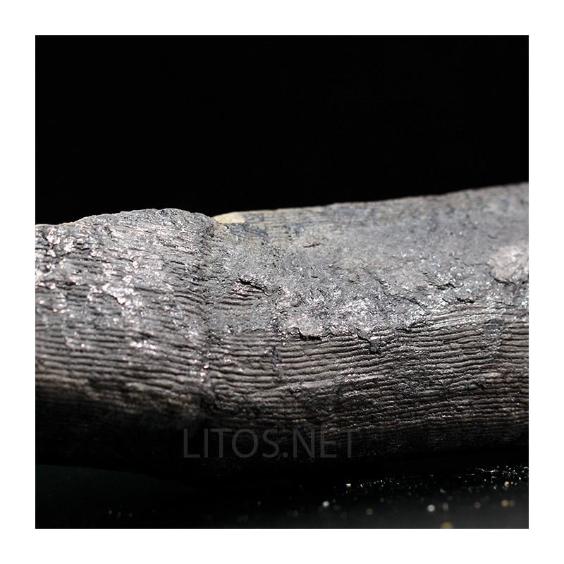 Calamites fosil