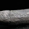 Calamites fosil
