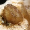 Mineral Calcita