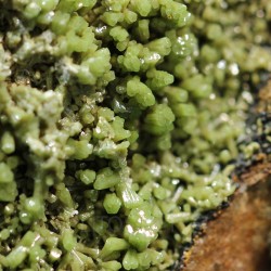 Piromorfita Asturias