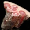 Rodocrosita mineral