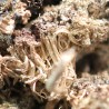 Plata nativa mineral