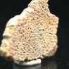 Cáscara de huevo de dinosaurio