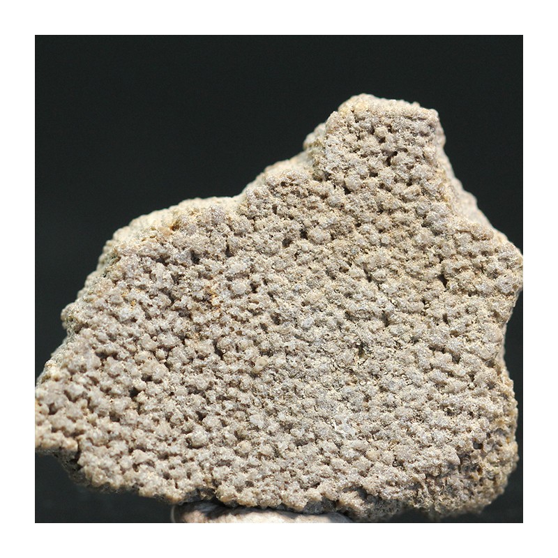 Cáscara de huevo de dinosaurio