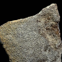 Cáscara de huevo de dinosaurio