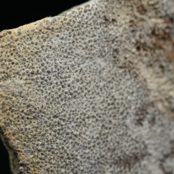 Cáscara de huevo de dinosaurio