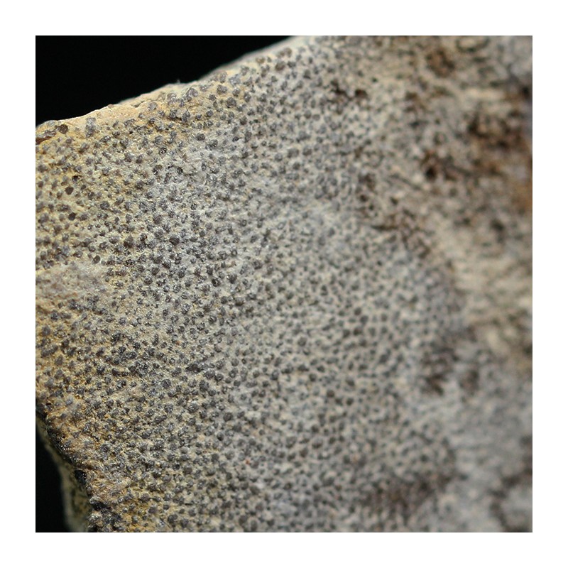 Cáscara de huevo de dinosaurio