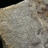 Cáscara de huevo de dinosaurio