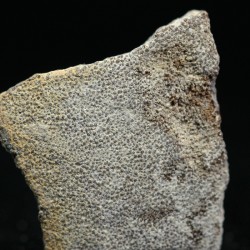Cáscara de huevo de dinosaurio