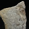 Cáscara de huevo de dinosaurio