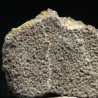 Cáscara de huevo de dinosaurio