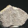 Cáscara de huevo de dinosaurio