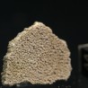 Cáscara de huevo de dinosaurio