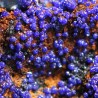Azurita
