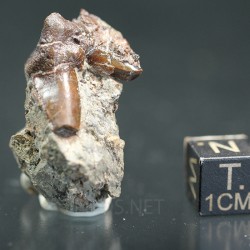 Xenacanthus texensis