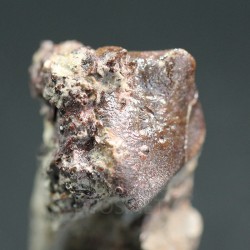 Xenacanthus texensis