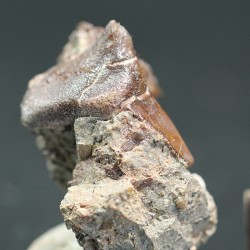 Xenacanthus texensis