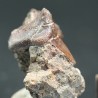 Xenacanthus texensis