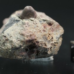 Xenacanthus texensis