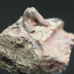 Xenacanthus texensis