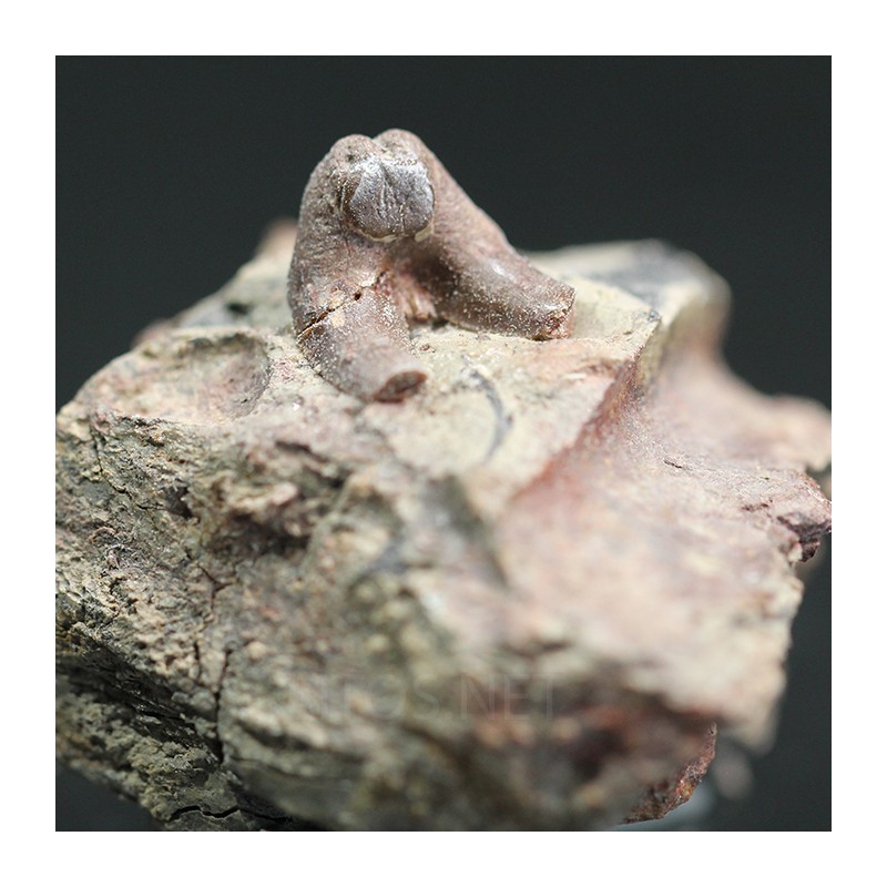 Xenacanthus texensis