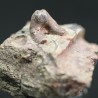 Xenacanthus texensis