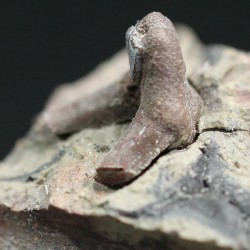 Xenacanthus texensis
