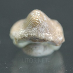 Ptychodus whippleyi