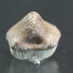 Ptychodus whippleyi
