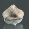 Ptychodus whippleyi