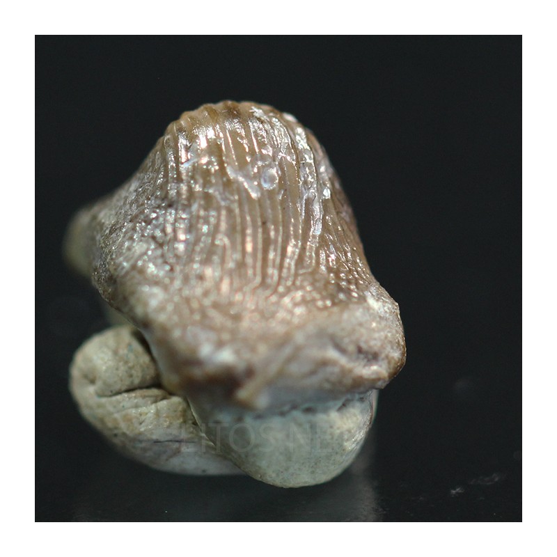 Ptychodus whippleyi
