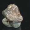 Ptychodus whippleyi