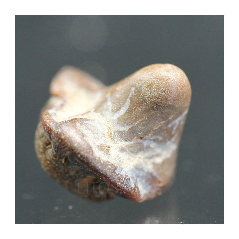 Ptychodus whippleyi