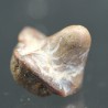 Ptychodus whippleyi