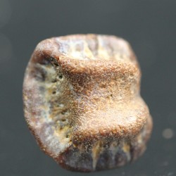 Ptychodus whippleyi