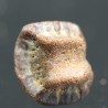 Ptychodus whippleyi